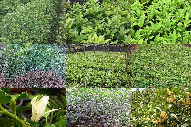 桂花树苗怎样种植技术和管理1688861977818