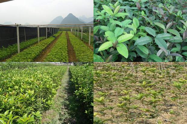 桂花树苗栽多深为好1675654285119