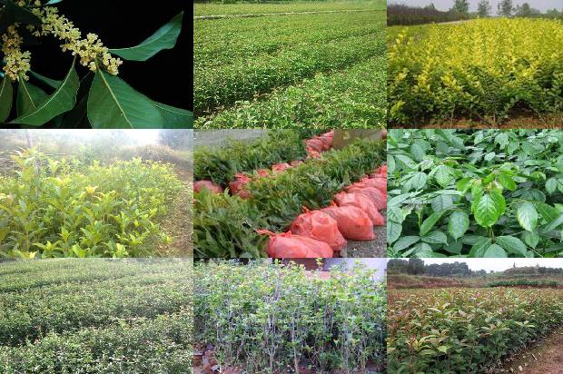桂花可以和红茶一起泡吗1689313312034