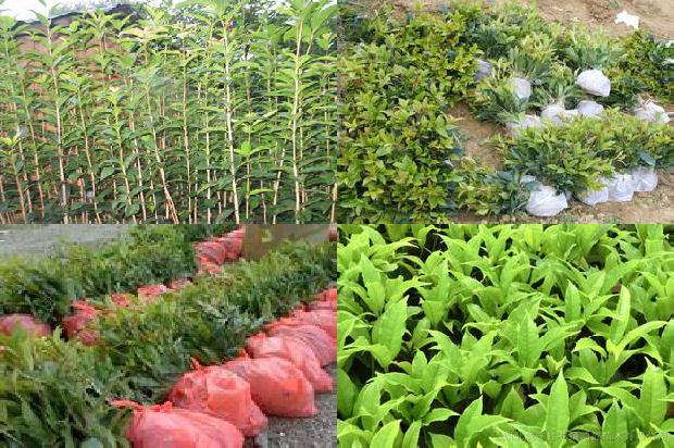 喝桂花茶对胃有好处吗1689381520455