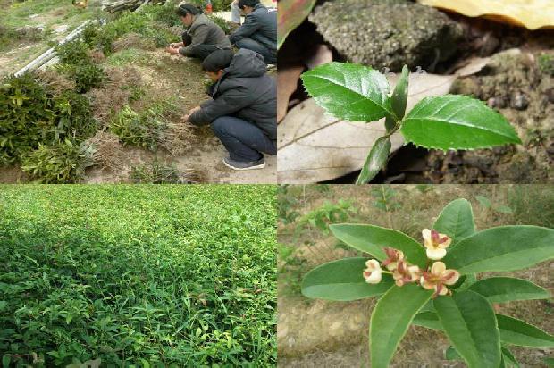桂花树苗的报价1675654763844
