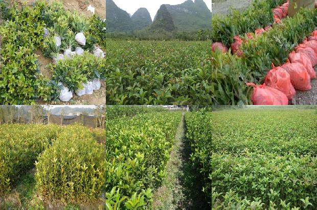桂花树多少钱一棵树苗1675654788851