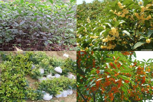 桂花树苗的价格基地1675655043453