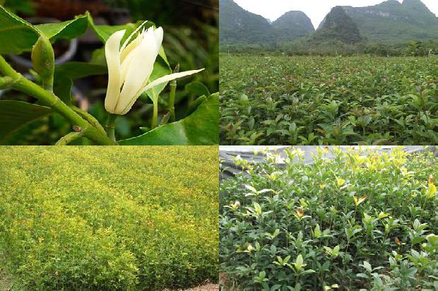 桂花苗价格多少1675655054994
