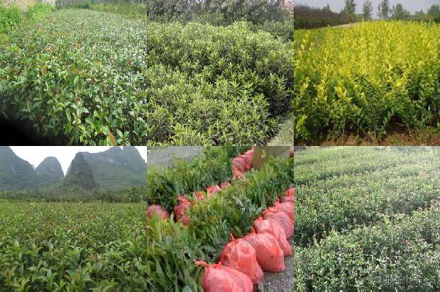 桂花树苗用多大的盆1675655240132