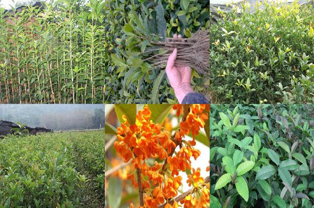 菏泽哪里有卖桂花树苗的市场1690591187452