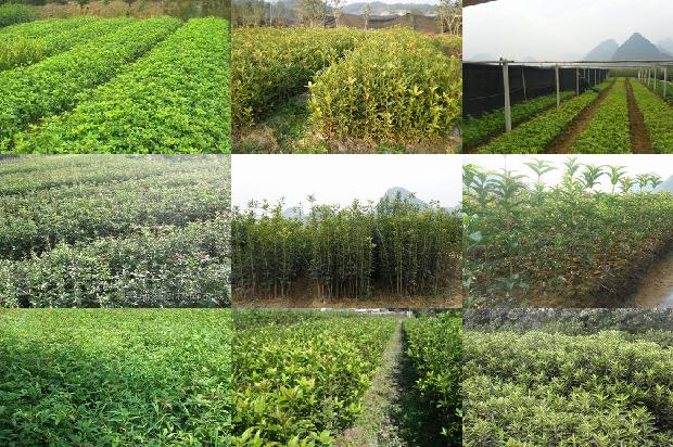 桂花起什么作用泡茶喝1689381529878