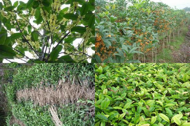 桂花树种植间距多少1675756913455