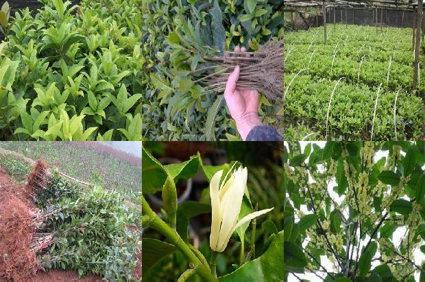 桂花树种植间距多少1675756913461