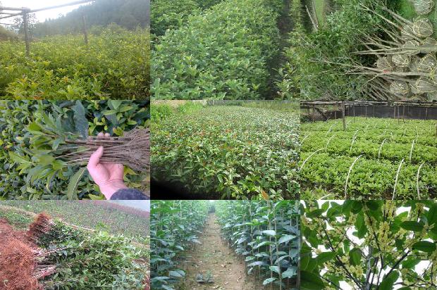 桂花树茶盘1675757097969
