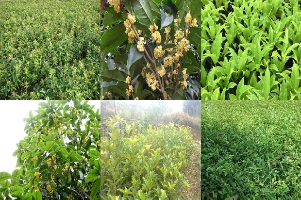 新鲜桂花怎样食用最好1689576956226