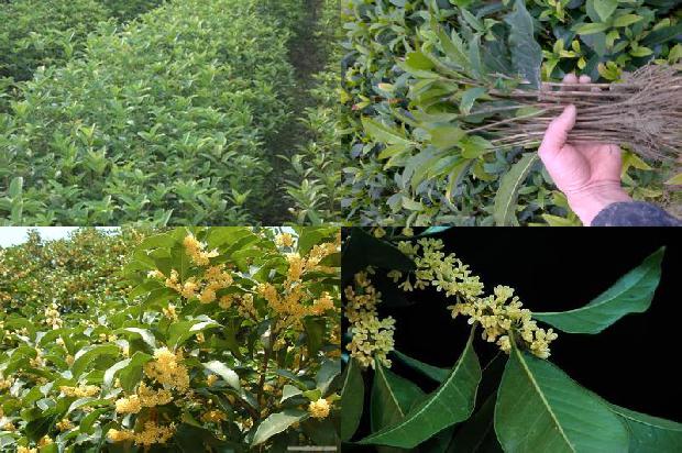 桂花树怎样种的1675757242462