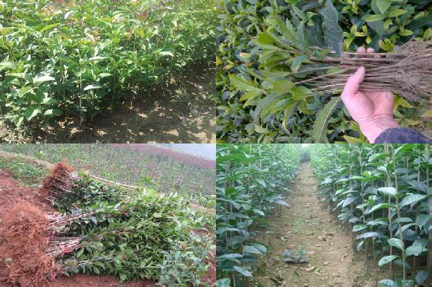 盆栽桂花树苗怎么种植方法1675757444647