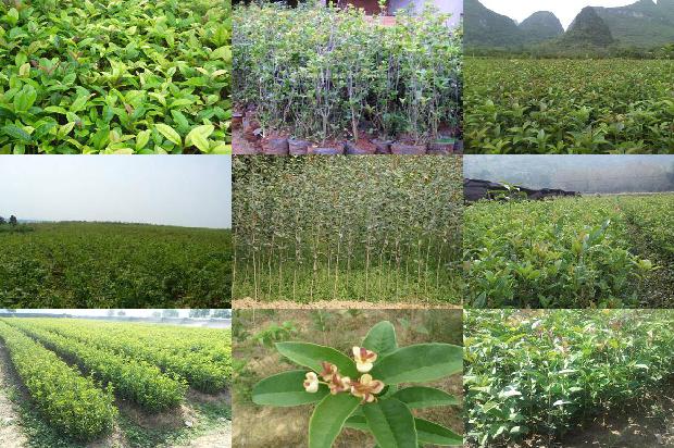 桂花在小树苗的资料1675757829436