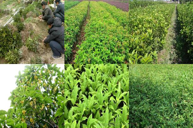 桂花树在什么季节种植好1675757863198