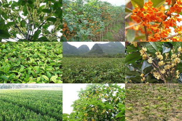 桂花红茶多少钱一斤瓷罐装1689034883840
