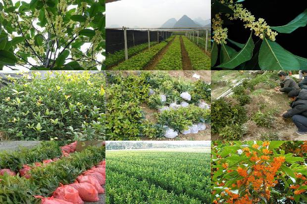 桂圆能和桂花一起泡茶吗1689121667220