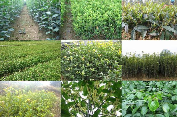 桂花怎么样泡茶喝1688949151169