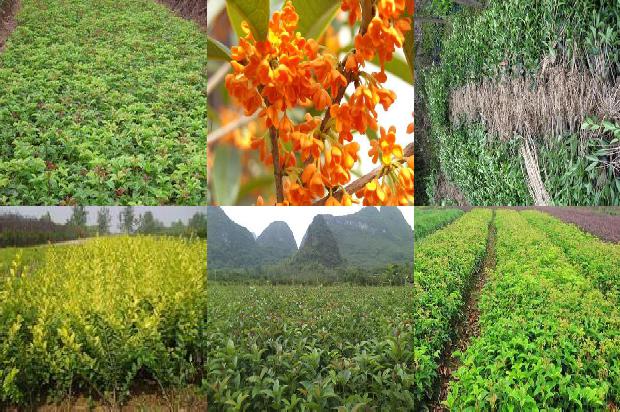 桂花8月不开花的原因是什么1688948158703