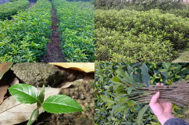 桂花树种植间距1675758334469