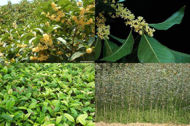 桂花树成树价格桂花树1675823138876