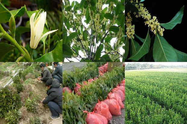 春季桂花树施什么肥比较好1675823376888