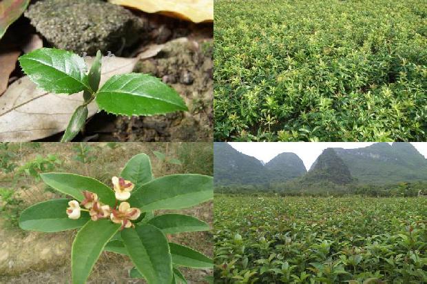 春季桂花树施什么肥比较好1675823376894
