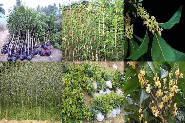 绿化桂花树多少钱一颗1675823601068