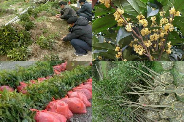 地栽桂花树几天浇一次水1675823613250
