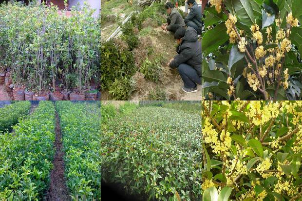 小罐桂花红茶价格多少钱1689467331917
