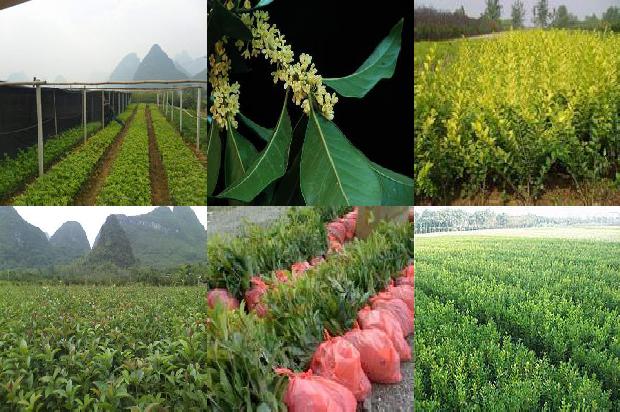 嫁接桂花用啥苗木1675823993943