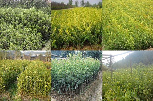 桂花树施什么肥比较好1675824250550