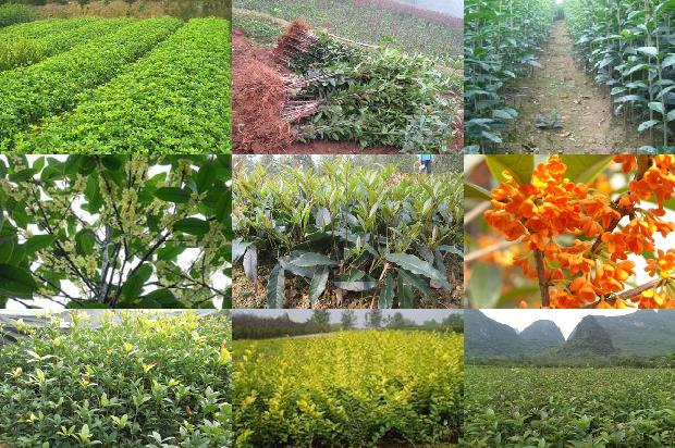 桂花树栽在家门口好不好1675824255915