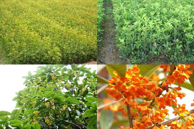 桂花怎么样保存才能留住香味1688435828023
