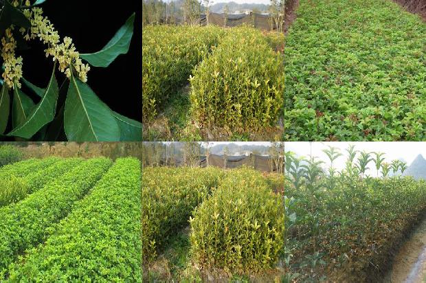 怎样做桂花茶既简单又好1689034223757