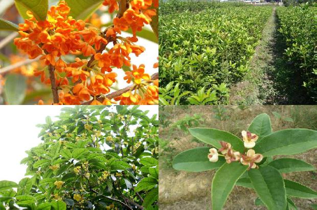 现在桂花树价格1675903869052