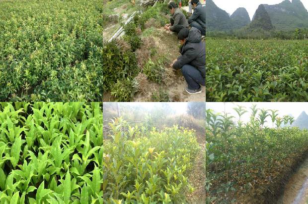 30公分的桂花树多少钱1675904165120