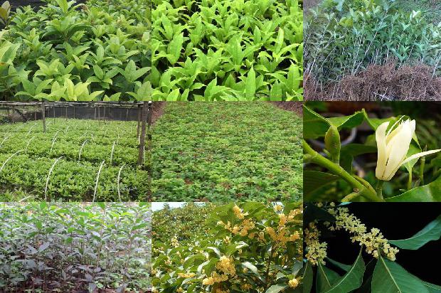 20多年的桂花树值多少钱?1675904459980