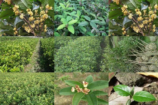 20多年的桂花树值多少钱?1675904459986