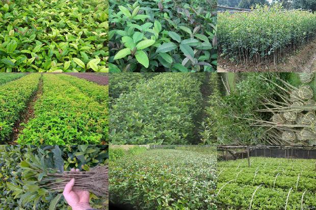 桂花树价格参照表1675904549600