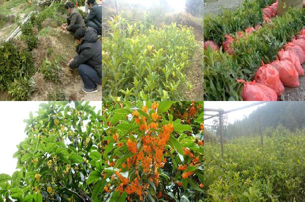 桂花树15公分的价格1675904619211