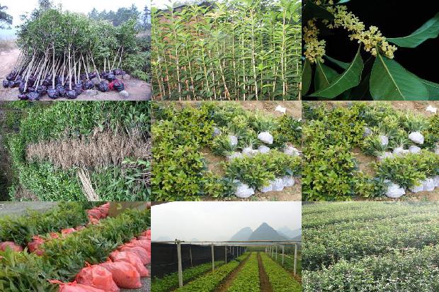 桂花树15公分的价格1675904619217