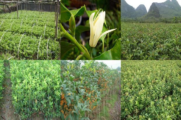 12公分桂花树多少钱一棵?1675904868697