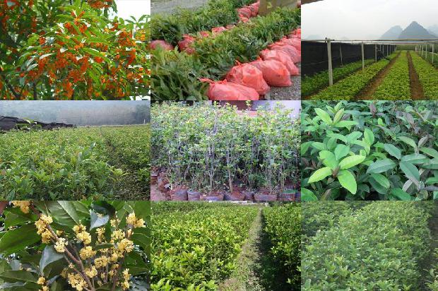 桂花树20年多少钱一棵啊1689838584890