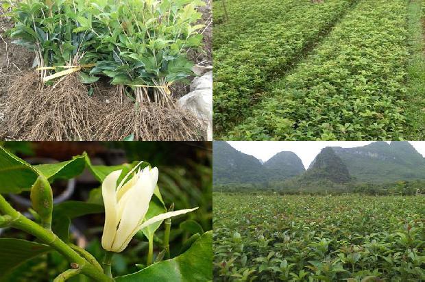 8一10公分桂花树价格1675905069401