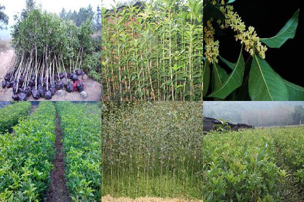 桂花白茶怎么冲泡最好1689466852916