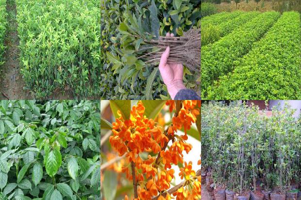 桂花酒用什么桂花泡比较好1689034715828