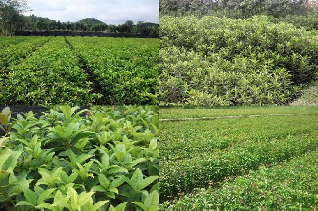 桂花树40年卖多少钱一棵1675905457387