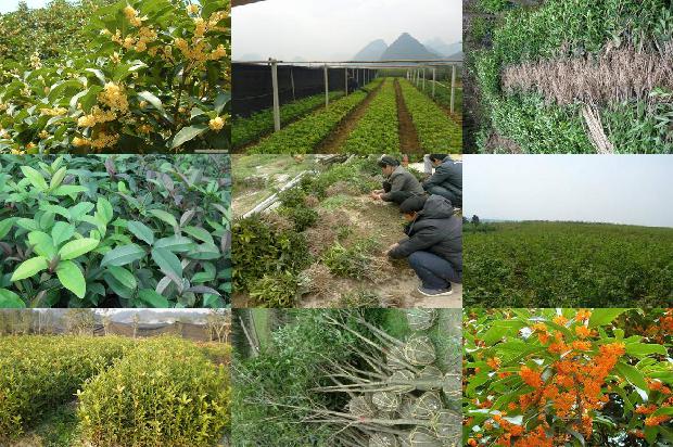 桂花的价格是多少钱一斤1675905501431