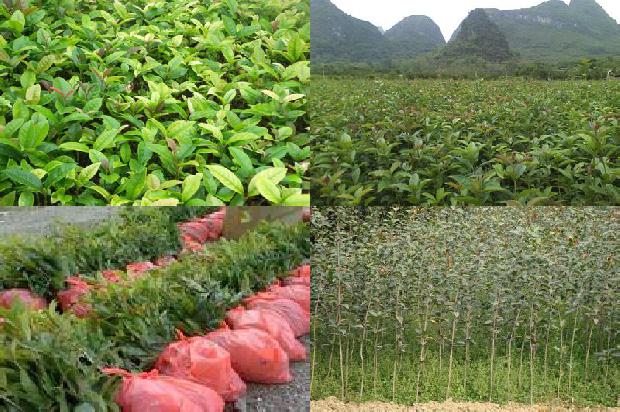 桂花树10公分价格1675905849683